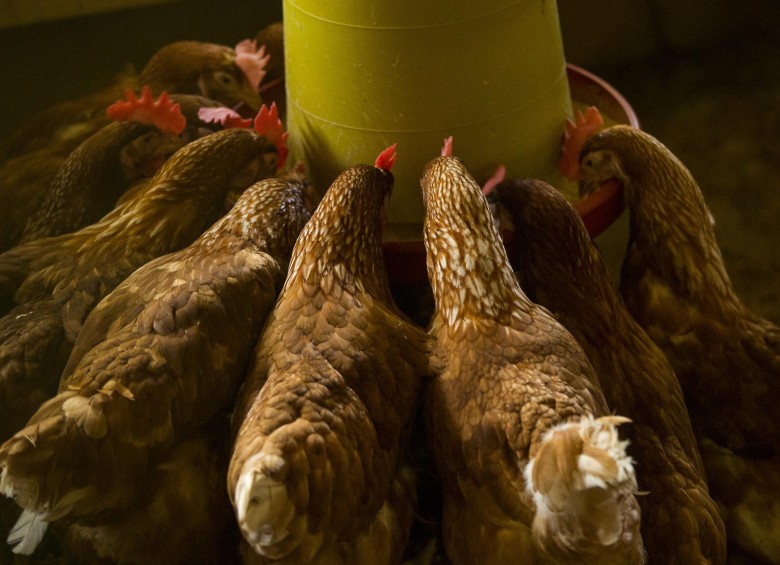 Los avicultores tratan de ajustar los ciclos de producción a la demanda del mercado en época de pandemia. Foto Jaime Pérez