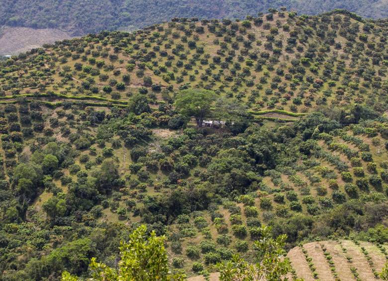 Agricultura impulsó el crecimiento. Foto: Jaime Pérez Munévar