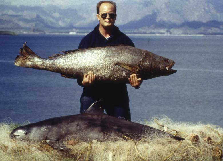 El Fondo Mundial para la Naturaleza advirtió este lunes que vaquita marina está al borde de la extinción. FOTO AFP