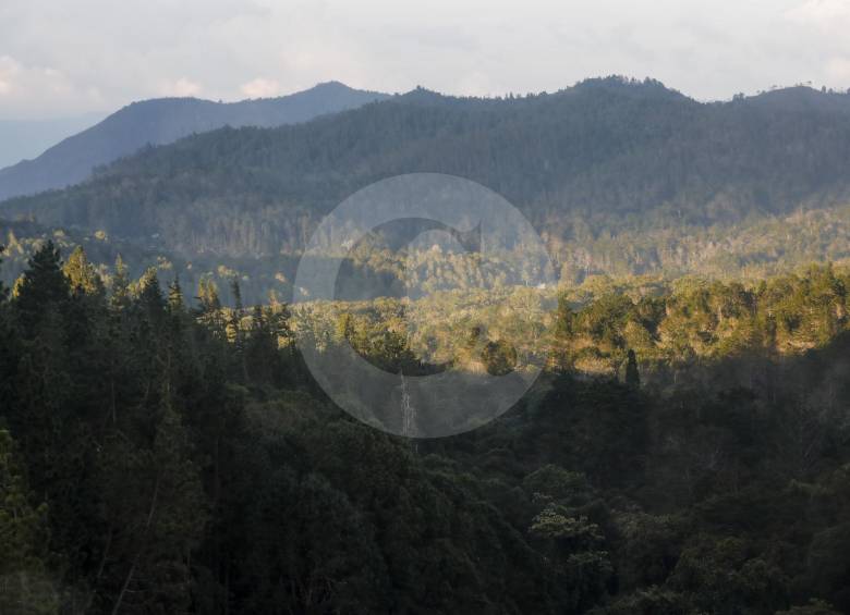 Paisajes y sitios como este que combinan riqueza hídrica y de flora se hallan en la reserva del Nare. FOTO Jaime Pérez