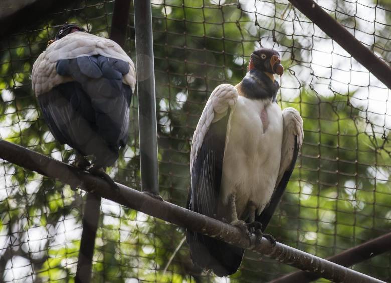 Un rey gallinazo nació en el zoológico