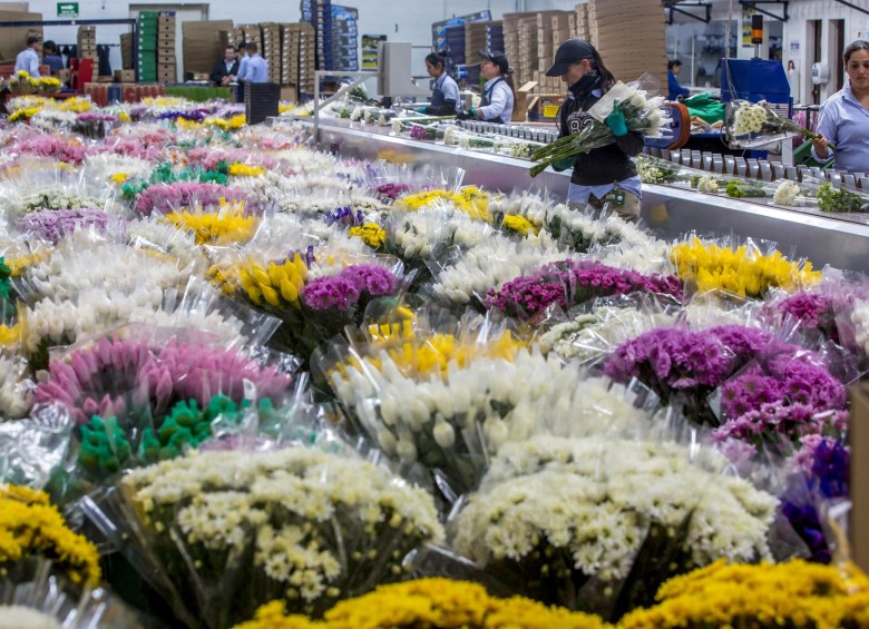 La celebración del Día de las Madres en el exterior representa alrededor del 15 % de las ventas anuales de los floricultores colombianos, es decir unos US$220 millones según estimaciones del gremio de los productores Asocolflores. FOTO Juan Antonio Sánchez