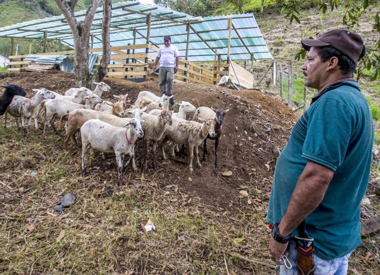 Proyectos productivos de excombatientes de Farc. FOTO JUAN ANTONIO SÁNCHEZ