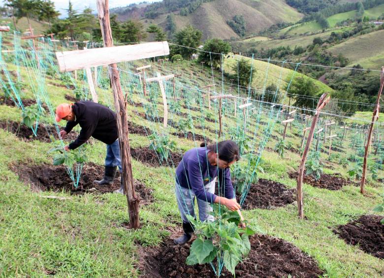 Se estima que hasta $7 millones se requerirán por cada hectárea de tierra para hacerla productiva en estas Zonas de Interés de Desarrollo Rural, Económico y Social. FOTO Jaime Pérez