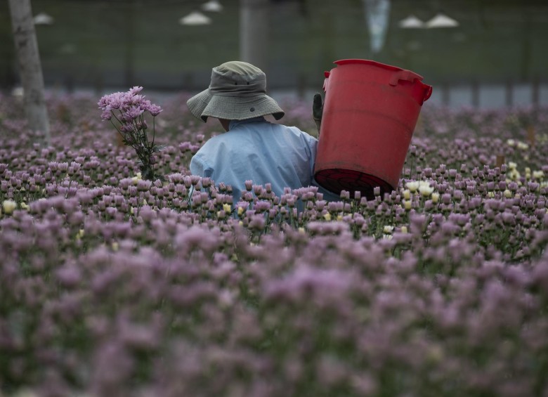 Menos ventas y la imposibilidad de contratar trabajadores para la temporada, reportaron los floricultores. FOTO Manuel Saldarriaga