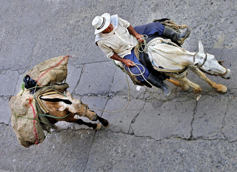 Por las calles pavimentadas de San Cristóbal transitan los tradicionales arrieros paisas. Foto Henry Agudelo