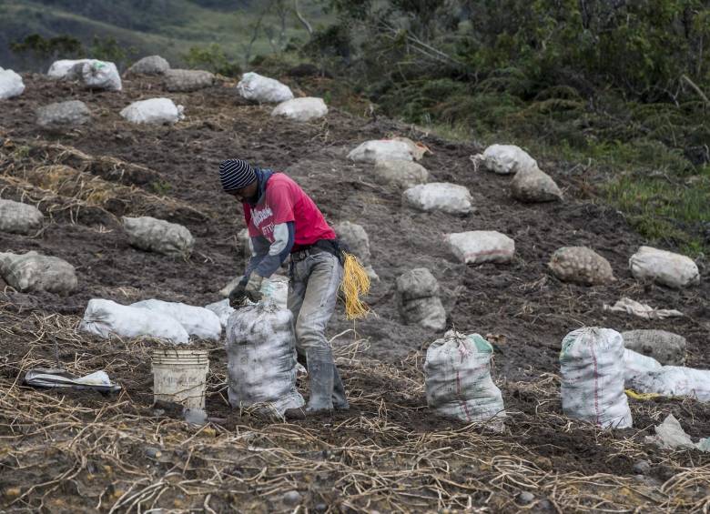 Colombia fue el tercer país en adoptar medidas antidumping contra las papas europeas, tras Sudáfrica y Brasil. En Colombia hay 128.622 hectáreas sembradas con ese tubérculo. Foto Jaime Pérez