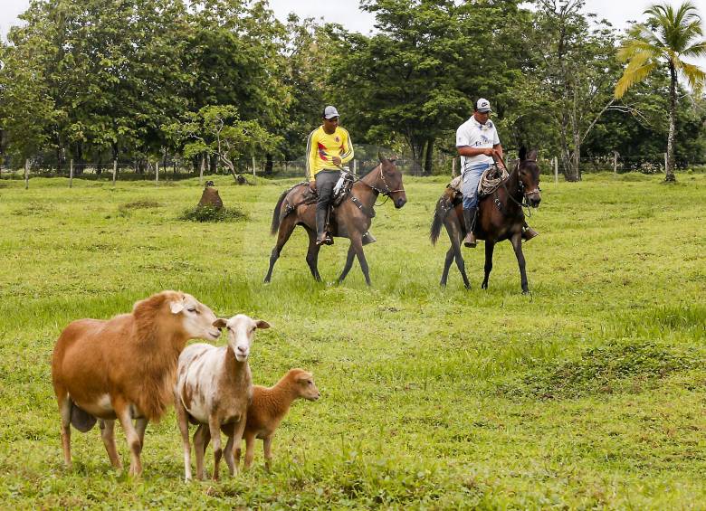 En tierras restituidas, como en Urabá (foto), los labriegos siembran café, cacao, yuca, y otros productos campesinos. FOTO Julio César Herrera