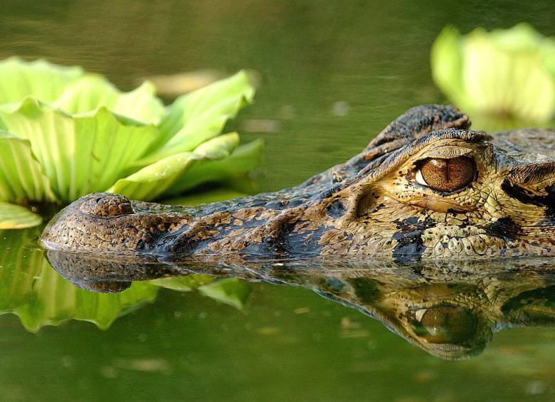 El estudio liderado por Nixon sobre el esperma de los cocodrilos de estuario de Australia revela que éste se comporta de forma parecida a los espermatozoides de los mamíferos, incluidos los seres humanos. FOTO Archivo EFE