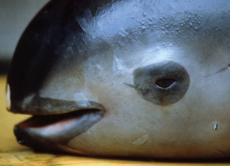 El Fondo Mundial para la Naturaleza advirtió este lunes que vaquita marina está al borde de la extinción. FOTO AFP