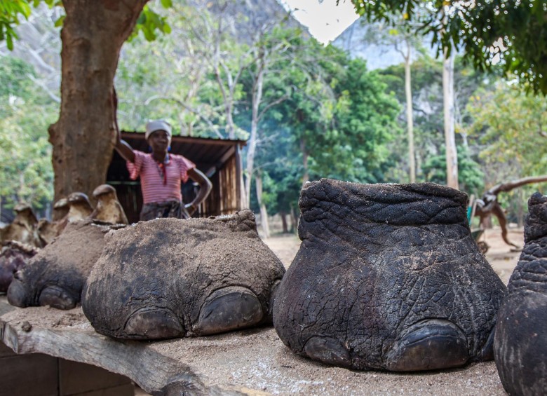 En la imagen, cazadores en Mozambique exhiben pies de elefantes tras sacrificarlos. Foto Sstock