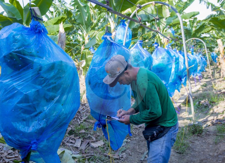 La agroindustria bananera genera en el país 155.000 empleos, entre directos e indirectos. FOTO JUan Antonio sánchez