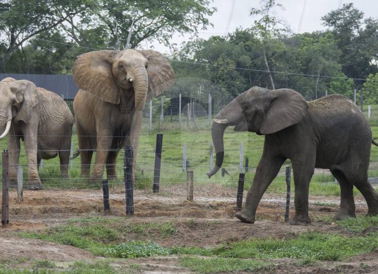 Murió elefante del Parque Temático Hacienda Nápoles 