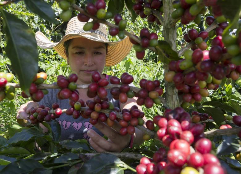 En las localidades antioqueñas hay celebraciones que destacan la vida campesina con su agricultura. FOTO manuel saldarriaga