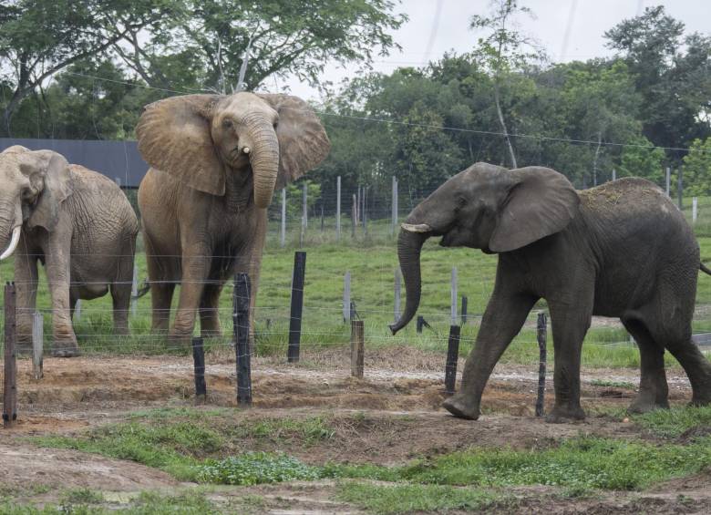 Zimbawe nació en el zoológico Matecaña. Ahora llega a Doradal para disfrutar de una libertad controlada. FOTO Róbinson Sáenz