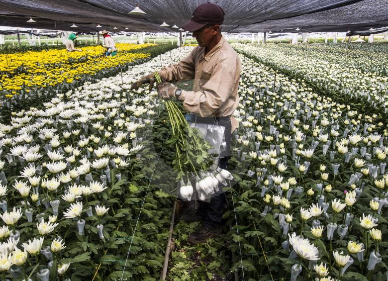 Las biches y las maduras del agro paisa para exportar