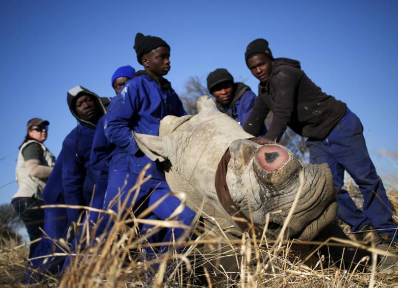 Polémica por una subasta de cuernos de rinoceronte en Sudáfrica