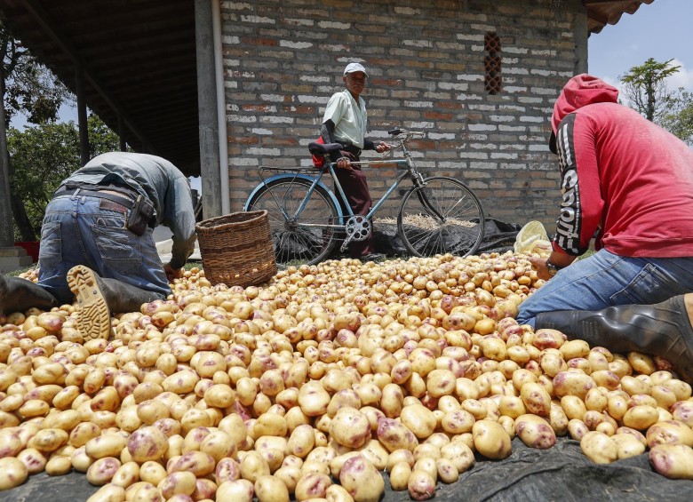 El Ministerio de Agricultura destinó $30.000 millones para compensar el precio que se paga a pequeños productores de papa. Foto Manuel Saldarriaga