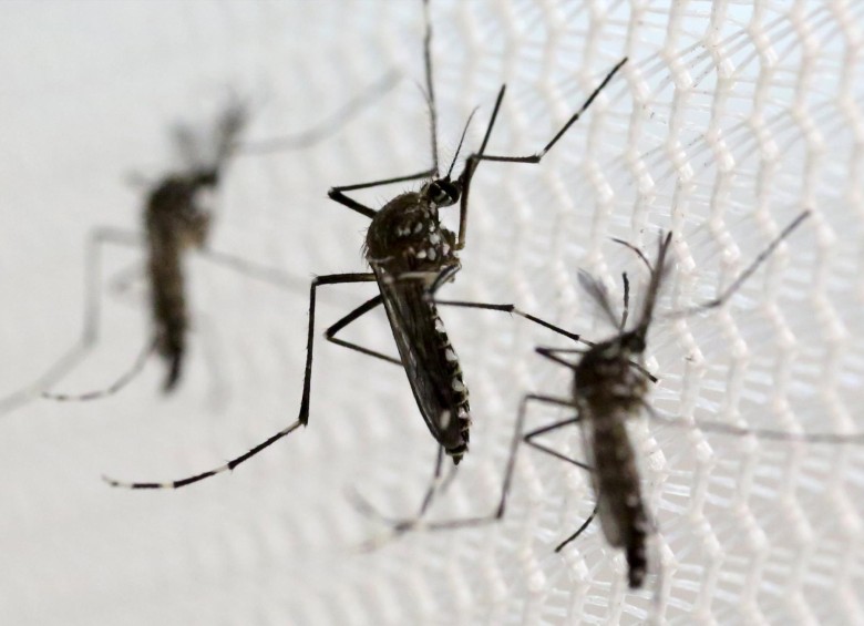 Los investigadores deben prestar mayor atención al nacimiento de niños muertos en las áreas afectadas por el zika. FOTO Reuters