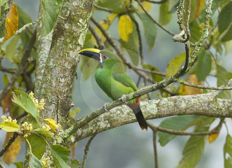 Aulacorhynchus alvibitta (Tucaneta esmeralda)