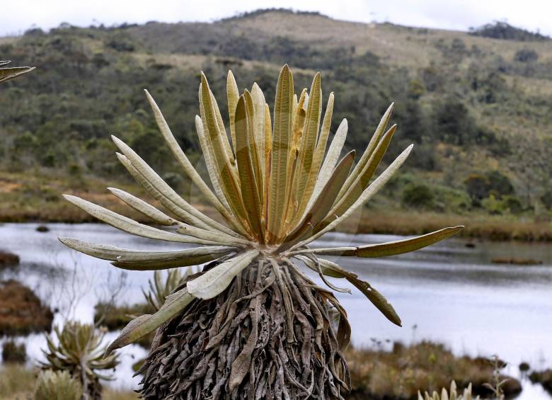 Seis áreas donde existen estos ecosistemas (54.036 hectáreas) serán adquiridas por la Gobernación. En la imagen, el páramo de Belmira, en el norte. Foto Juan Antonio Sánchez 