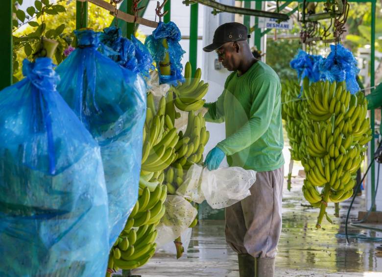 Las ventas de banano llegaron a 46,3 millones de dólares en marzo de 2018, un desplome de 53,8 % frente al mismo periodo del año pasado cuando alcanzaron 100,2 millones de dólares. Foto El Colombiano