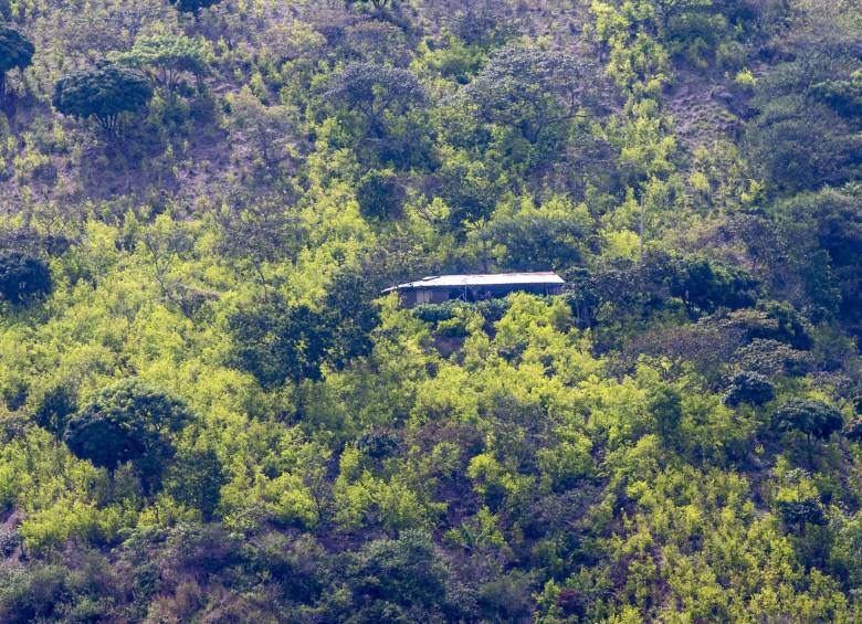 Según el informe Nariño, Putumayo, Norte de Santander y Cauca se concentra “el 72% de toda la coca sembrada en el último año en el país. FOTO: JUAN ANTONIO SÁNCHEZ 