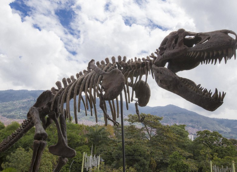 Por estos días puede ver en Parque Explora una exposición sobre dinosaurios y caminar entre ellos, así como aprender detalles de su vida. FOTO Juan Antonio Sánchez