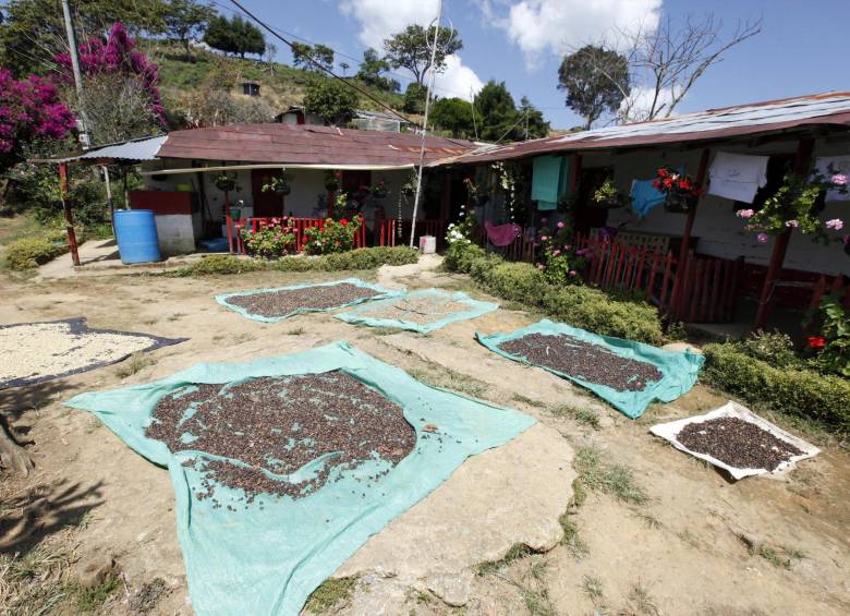 La Federación Nacional de Cafeteros reconocerá a partir de mañana martes el valor del 100 % de las pasillas. FOTO Manuel Saldarriaga