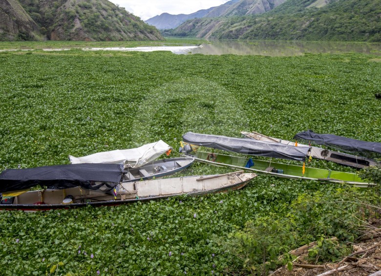 Buchón de agua es controlado por EPM tras pico de propagación sobre el río Cauca.FOTOS JUAN ANTONIO SÁNCHEZ Y JAIME PÉREZ