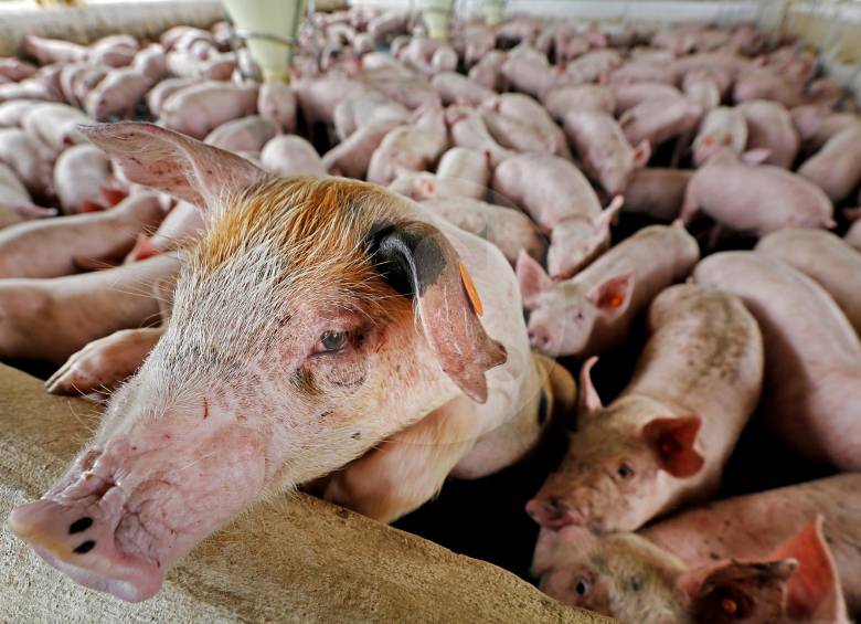Un 14,1% creció el beneficio de cerdos en Colombia durante el primer trimestre de 2016, según la Encuesta de Sacrificio de Ganado (Esag). Nuevos cortes ganan terreno. FOTO Archivo Herny Agudelo