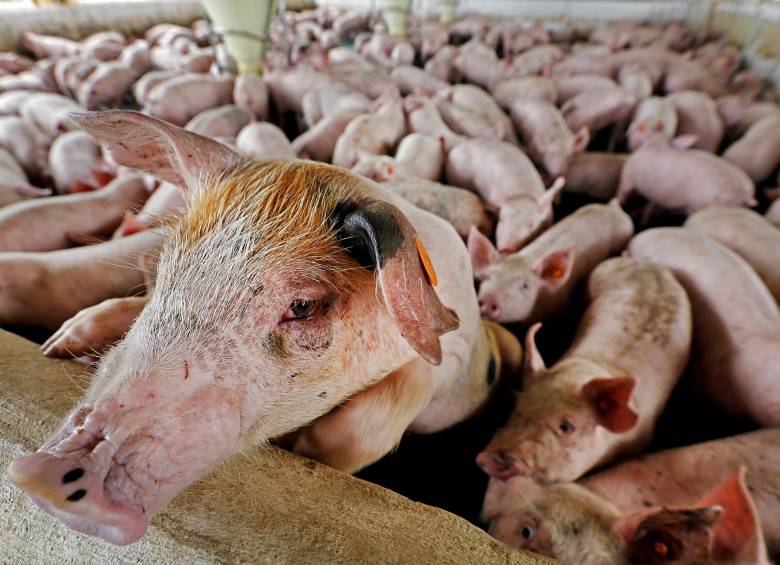 El mejor desempeño de actividades agropecuarias como la porcicultura dinamizarán la economía antioqueña este año. FOTO: El Colombiano.