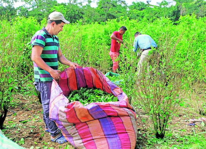 La sustitución de cultivos de uso ilícito se quedó sin dirección, sus funciones recaen en la Consejería Presidencial para la Estabilización y la Consolidación. En la foto, Tumaco. FOTO Manuel Saldarriaga