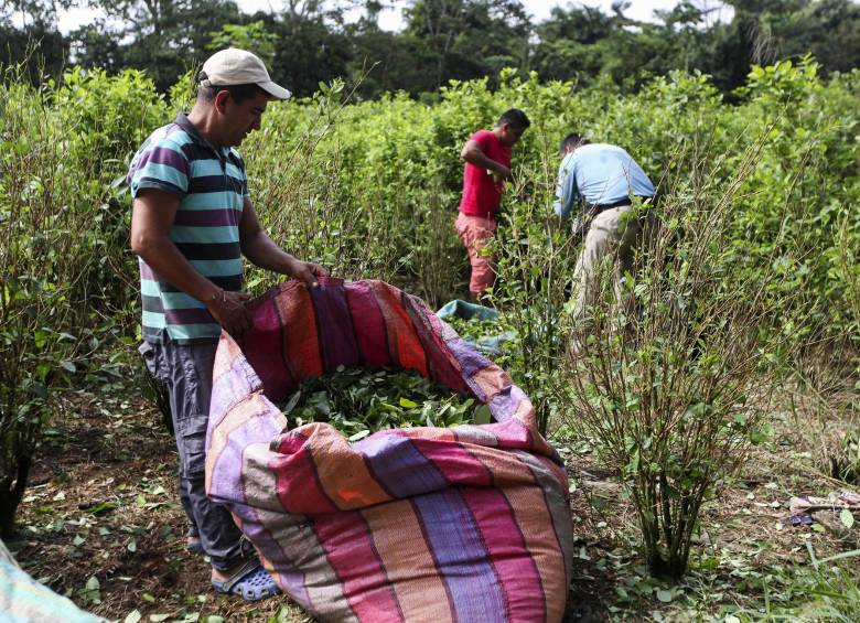 El último monitoreo de Naciones Unidas sobre los cultivos de uso ilícito registró que en 2019 había en Colombia 154.000 hectáreas sembradas, 9 % menos que en 2018. FOTO manuel saldarriaga