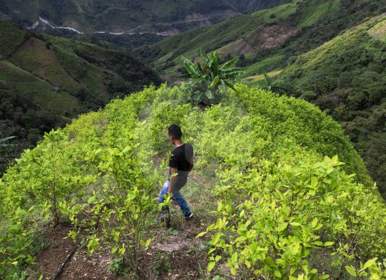 Los ministros de Justicia —Londoño— y el de Agricultura —Iragorri— tienen posiciones encontradas frente a la decisión del Consejo de aprobar el uso del glifosato. FOTO Donaldo Zuluaga