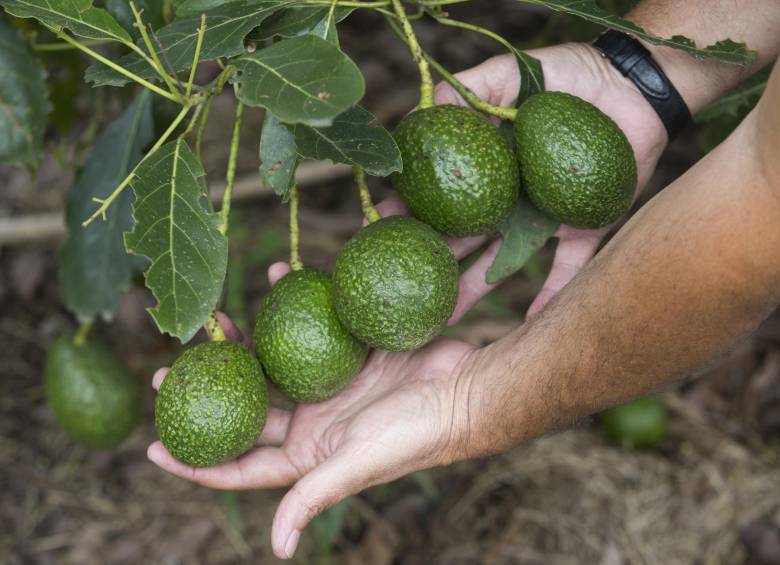 El aguacate Hass colombiano conquista nuevos países alrededor del mundo. FOTO ARCHIVO