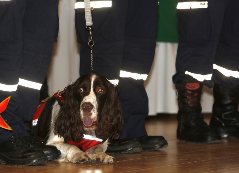 Los bomberos, incluidos varios caninos rescatistas, fueron condecorados con la medalla Cruz de San Miguel, la máxima distinción que se entrega a los bomberos en Colombia. FOTO HENRY AGUDELO