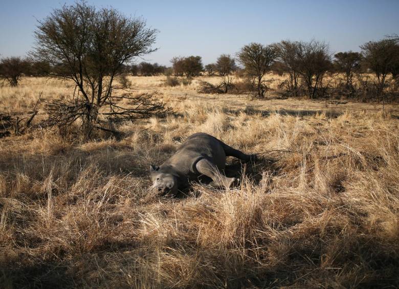 Polémica por una subasta de cuernos de rinoceronte en Sudáfrica