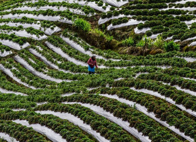 Jornadas extensas trabajan labrando la tierra los campesinos adultos mayores para poder sobrevivir. No es una vida fácil. FOTO Jaime Pérez