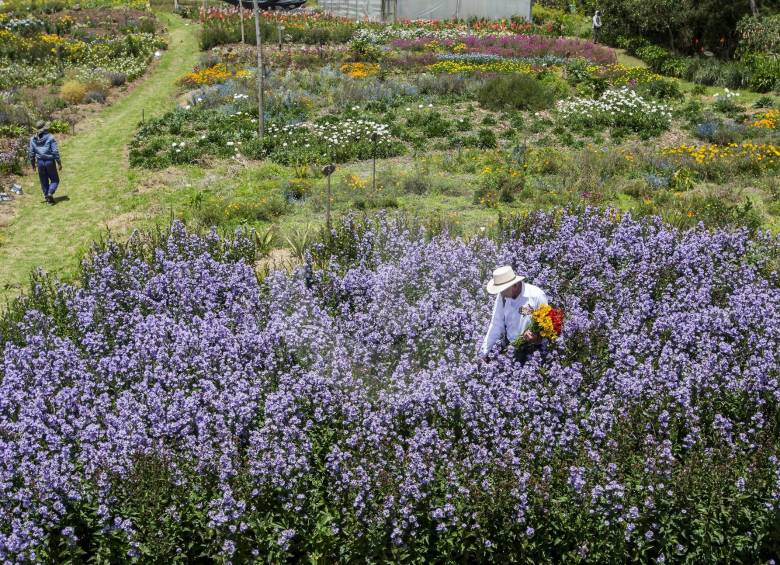 Los cultivos de flores en Santa Elena son muy populares en épocas como la Feria de las Flores donde muchos turistas visitan la zona. Pobladores piden reforzar la seguridad. FOTO Julio César Herrera