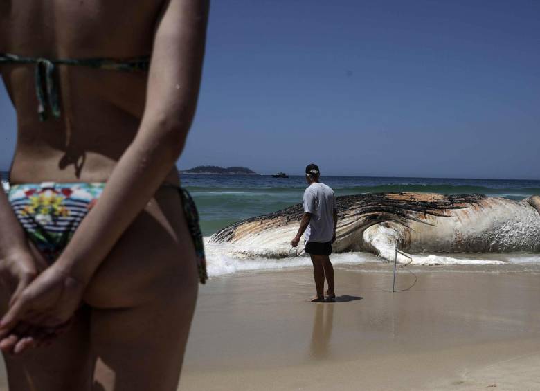 Ballena apareció muerta en playa de Río de Janeiro 