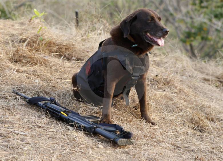 Lassie, la antiexplosivos de la fuerza de tarea Nudo de Paramillo. FOTO Donaldo Zuluaga