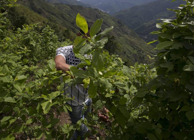 Cultivos de coca en Briceño. FOTO Donaldo Zuluaga 