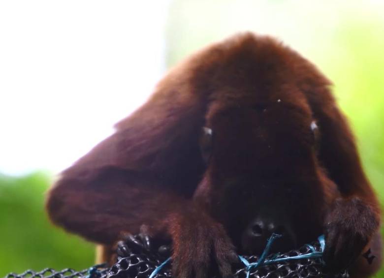 Mono aullador rojo (Alouatta seniculus). FOTO CORTESÍA ÁREA METROPOLITANA