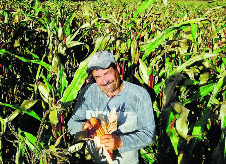 Según Fenalce la producción nacional de maíz es estratégica y llega a las dos millones de toneladas al año. FOTO archivo