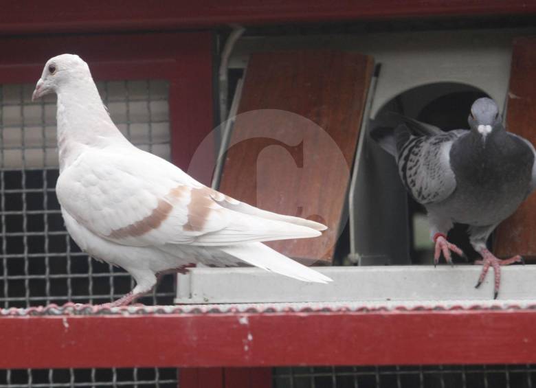Las atletas serán 810 palomas mensajeras, procedentes de varias ciudades, que harán el recorrido Pasto - Llanogrande, oriente de Antioquia. FOTO Robinson Sáenz