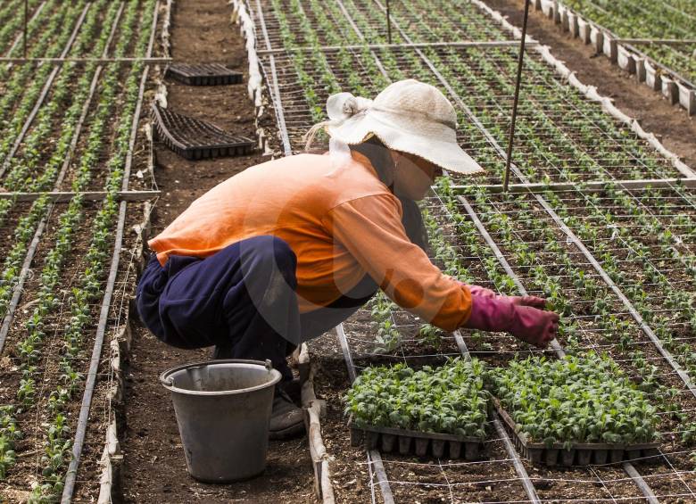 Gremios agrícolas advierten a productores para tomar medidas y enfrentar un aumento en las lluvias. FOTO JAIME PÉREZ