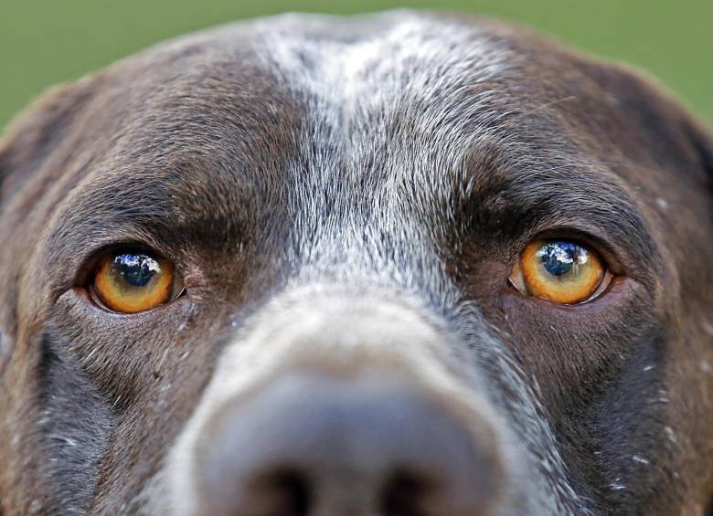 Aseguran los científicos que el 28 % de perros con 11 y 12 años de edad sufren del Síndrome de Disfunción Cognitiva y que el 68 % de los muy mayores, de 15 y 16 años la padecen. FOTO Henry Agudelo
