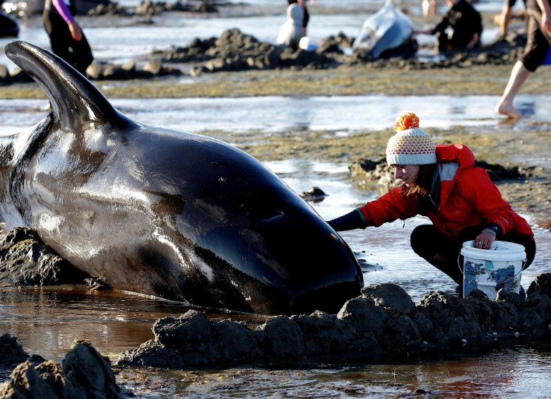 Cientos de ballenas murieron encalladas en playa de Nueva Zelanda