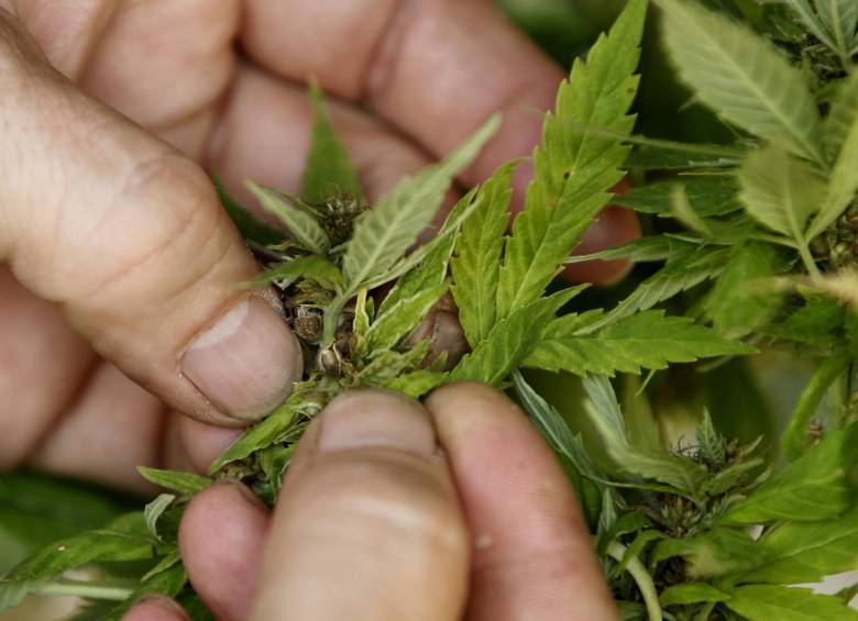 La idea del Ministerio de Salud es que Colombia se convierta en centro de acumulación de conocimiento global sobre los efectos medicinales de la marihuana. FOTO Jaime Pérez